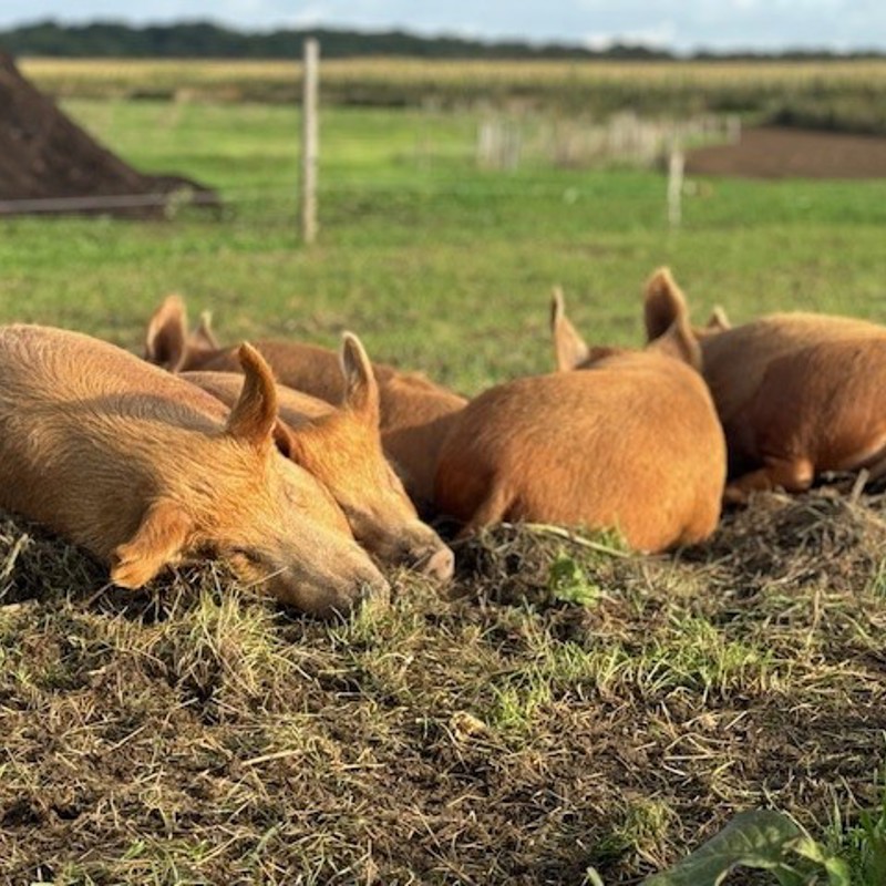 Varkens in de wei bij Hei15