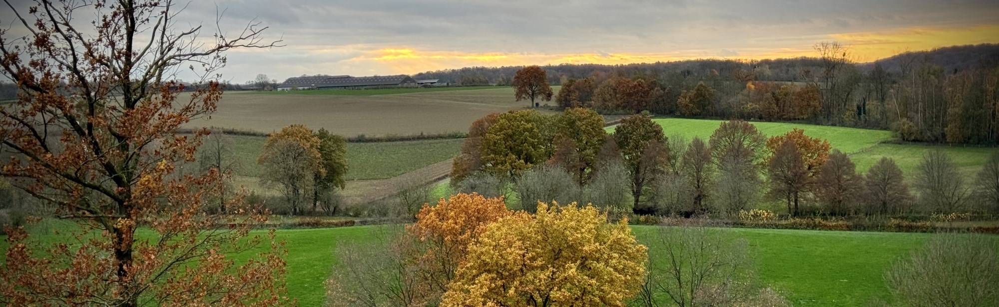 Zuid-Limburgs heuvellandschap met verschillende bomenrijen in herfstkleuren