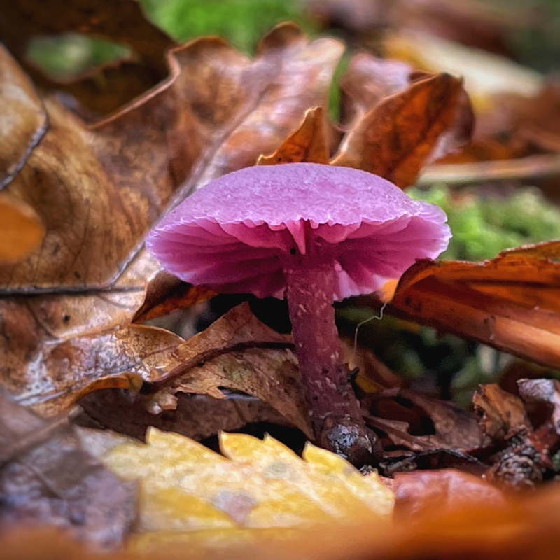 Paddenstoel tussen de herfstbladeren